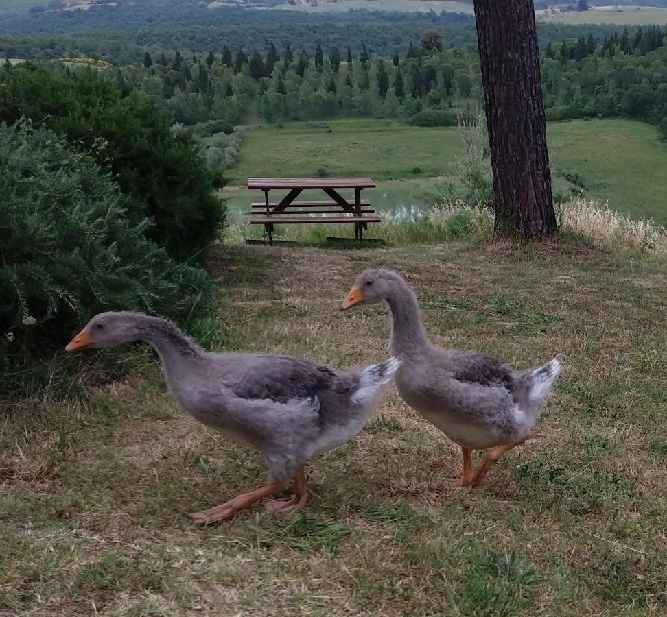 Agriturismo Sole Villa Trequanda Buitenkant foto